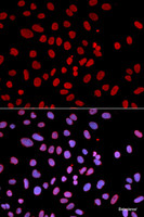 Immunofluorescence analysis of U2OS cells using PTPN6 Polyclonal Antibody