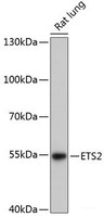 Western blot analysis of extracts of Rat lung using ETS2 Polyclonal Antibody at dilution of 1:3000.