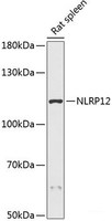 Western blot analysis of extracts of Rat spleen using NLRP12 Polyclonal Antibody at dilution of 1:3000.