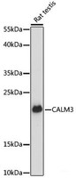 Western blot analysis of extracts of Rat testis using CALM3 Polyclonal Antibody at dilution of 1:3000.