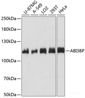 Western blot analysis of extracts of various cell lines using ABI3BP Polyclonal Antibody at dilution of 1:1000.