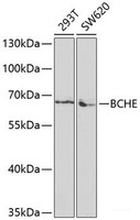 Western blot analysis of extracts of various cell lines using BCHE Polyclonal Antibody at dilution of 1:1000.