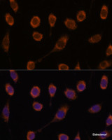 Immunofluorescence analysis of L929 cells using CCT6B Polyclonal Antibody at dilution of 1:100. Blue: DAPI for nuclear staining.