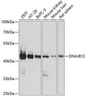 Western blot analysis of extracts of various cell lines using DNAJB12 Polyclonal Antibody at dilution of 1:1000.