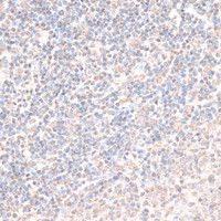Immunohistochemistry of paraffin-embedded Rat spleen using HMGN1 Polyclonal Antibody at dilution of 1:100 (40x lens) .