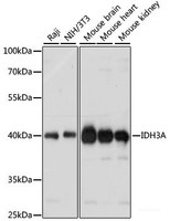 Western blot analysis of extracts of various cell lines using IDH3A Polyclonal Antibody at dilution of 1:1000.