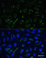 Immunofluorescence analysis of U-2 OS cells using IDH3A Polyclonal Antibody at dilution of 1:100. Blue: DAPI for nuclear staining.