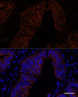 Immunofluorescence analysis of Human colon carcinoma cells using MUC2 Polyclonal Antibody at dilution of 1:100. Blue: DAPI for nuclear staining.