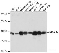 Western blot analysis of extracts of various cell lines using B4GALT4 Polyclonal Antibody at dilution of 1:1000.