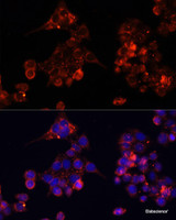 Immunofluorescence analysis of HeLa cells using B4GALT4 Polyclonal Antibody at dilution of 1:100. Blue: DAPI for nuclear staining.