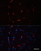 Immunofluorescence analysis of Rat brain using HCRTR1 Polyclonal Antibody at dilution of 1:100. Blue: DAPI for nuclear staining.