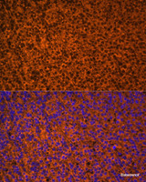 Immunofluorescence analysis of Mouse embryos cells using PTCH1 Polyclonal Antibody at dilution of 1:100. Blue: DAPI for nuclear staining.