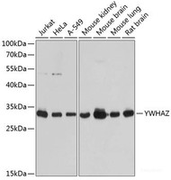 Western blot analysis of extracts of various cell lines using YWHAZ Polyclonal Antibody at dilution of 1:1000.