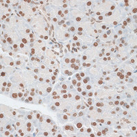 Immunohistochemistry of paraffin-embedded Rat pancreas using ZNF177 Polyclonal Antibody at dilution of 1:100 (40x lens) .