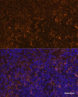 Immunofluorescence analysis of Mouse spleen using KLRC4 Polyclonal Antibody at dilution of 1:100 (40x lens) . Blue: DAPI for nuclear staining.