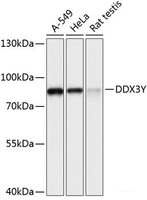 Western blot analysis of extracts of various cell lines using DDX3Y Polyclonal Antibody at dilution of 1:3000.