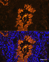 Immunofluorescence analysis of Mouse testis using AKAP4 Polyclonal Antibody at dilution of 1:100. Blue: DAPI for nuclear staining.