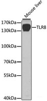 Western blot analysis of extracts of Mouse liver using TLR8 Polyclonal Antibody at dilution of 1:1000.