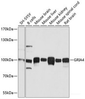 Western blot analysis of extracts of various cell lines using GRIA4 Polyclonal Antibody at dilution of 1:1000.
