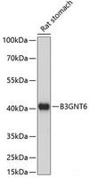 Western blot analysis of extracts of Rat stomach using B3GNT6 Polyclonal Antibody at dilution of 1:1000.