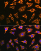 Immunofluorescence analysis of L929 cells using PDHA2 Polyclonal Antibody at dilution of 1:100 (40x lens) . Blue: DAPI for nuclear staining.