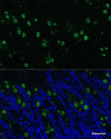 Immunofluorescence analysis of Rat colon using CLCA1 Polyclonal Antibody at dilution of 1:100 (40x lens) . Blue: DAPI for nuclear staining.