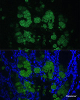 Immunofluorescence analysis of Mouse colon using CLCA1 Polyclonal Antibody at dilution of 1:100 (40x lens) . Blue: DAPI for nuclear staining.