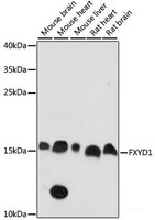 Western blot analysis of extracts of various cell lines using FXYD1 Polyclonal Antibody at dilution of 1:1000.
