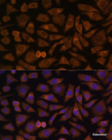 Immunofluorescence analysis of L929 cells using RABIF Polyclonal Antibody at dilution of 1:100 (40x lens) . Blue: DAPI for nuclear staining.