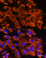 Immunofluorescence analysis of U-2 OS cells using XK Polyclonal Antibody at dilution of 1:100. Blue: DAPI for nuclear staining.