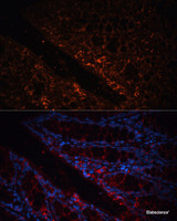 Immunofluorescence analysis of Mouse colon using GPA33 Polyclonal Antibody at dilution of 1:100. Blue: DAPI for nuclear staining.