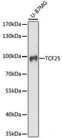 Western blot analysis of extracts of U-87MG cells using TCF25 Polyclonal Antibody at dilution of 1:1000.