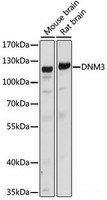 Western blot analysis of extracts of various cell lines using DNM3 Polyclonal Antibody at dilution of 1:1000.