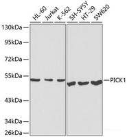 Western blot analysis of extracts of various cell lines using PICK1 Polyclonal Antibody at dilution of 1:1000.