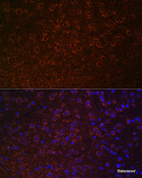 Immunofluorescence analysis of Mouse brain using SLC6A3 Polyclonal Antibody at dilution of 1:100 (40x lens) . Blue: DAPI for nuclear staining.