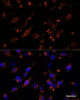 Immunofluorescence analysis of C6 cells using PTP4A2 Polyclonal Antibody at dilution of 1:100. Blue: DAPI for nuclear staining.