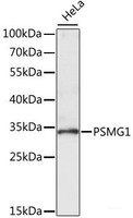 Western blot analysis of extracts of HeLa cells using PSMG1 Polyclonal Antibody at dilution of 1:1000.