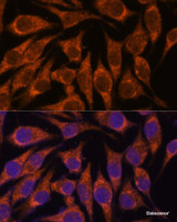 Immunofluorescence analysis of L929 cells using SEMA3C Polyclonal Antibody at dilution of 1:100. Blue: DAPI for nuclear staining.