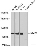 Western blot analysis of extracts of various cell lines using NFAT2 Polyclonal Antibody at dilution of 1:3000.