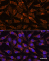 Immunofluorescence analysis of L929 cells using LMAN2 Polyclonal Antibody at dilution of 1:100. Blue: DAPI for nuclear staining.