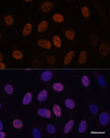 Immunofluorescence analysis of U-2 OS cells using WDHD1 Polyclonal Antibody at dilution of 1:100. Blue: DAPI for nuclear staining.