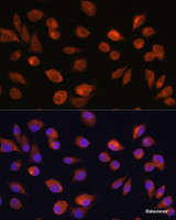 Immunofluorescence analysis of L929 cells using HOPX Polyclonal Antibody at dilution of 1:100. Blue: DAPI for nuclear staining.