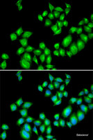 Immunofluorescence analysis of U2OS cells using DRD3 Polyclonal Antibody