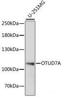 Western blot analysis of extracts of U-251MG cells using OTUD7A Polyclonal Antibody at dilution of 1:1000.