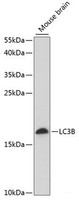 Western blot analysis of extracts of Mouse brain using LC3B Polyclonal Antibody at dilution of 1:1000.