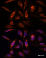 Immunofluorescence analysis of U-2 OS cells using POLRMT Polyclonal Antibody at dilution of 1:100. Blue: DAPI for nuclear staining.