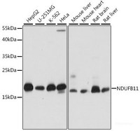 Western blot analysis of extracts of various cell lines using NDUFB11 Polyclonal Antibody at dilution of 1:1000.