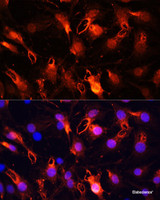 Immunofluorescence analysis of C6 cells using RNF149 Polyclonal Antibody at dilution of 1:100 (40x lens) . Blue: DAPI for nuclear staining.