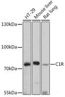 Western blot analysis of extracts of various cell lines using C1R Polyclonal Antibody at dilution of 1:1000.
