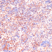 Immunohistochemistry of paraffin-embedded Rat spleen using CDC20 Polyclonal Antibody at dilution of 1:100 (40x lens) .